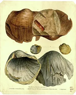Esquire: ProductusÂ scoticusÂ