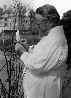Biologist: Prof. Karl Correns