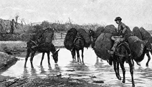 Maremma: professions, charburner, transport of charcoal
