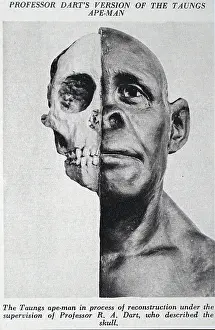 Anthropologist: Professor Dart's version of the Taungs Ape-Man