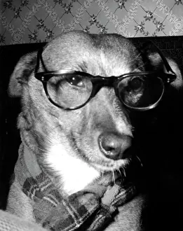 Bespectacled: PROFESSOR DOG