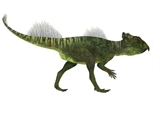 Neoceratopsia: Side profile of an Archaeoceratops dinosaur