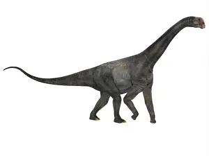 Macronaria: Side profile of a Brontomerus dinosaur