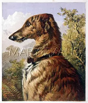 Deerhound: PROFILE OF DEERHOUND