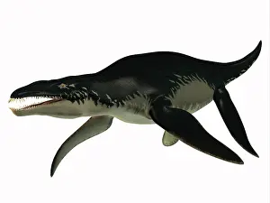 Plesiosaur: Side profile of an extinct Liopleurodon reptile
