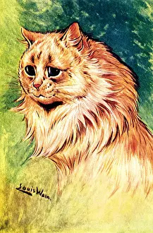 Cinnamon: Profile of Fluffy Cinnamon Cat