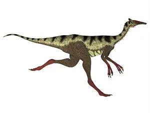 Limbs: Side profile of Pelecanimimus dinosaur
