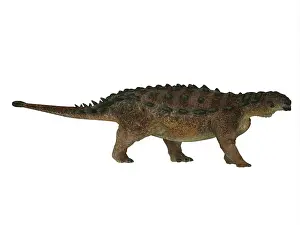 Santonian: Side profile of a Pinacosaurus dinosaur