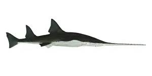 Snout: Side profile of the predatory Onchopristis sawfish