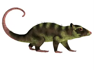 Paleogene: Side profile of a Purgatorius