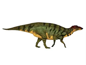 Iguanodont: Side profile of a Shuangmiaosaurus dinosaur