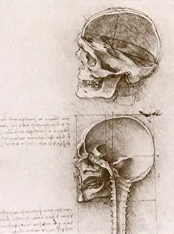 Skulls: Profile studies of a skull, by Leonardo da Vinci