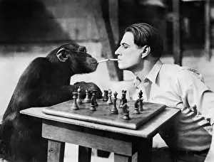 Intellect: Profile of a young man and a chimpanzee smoking