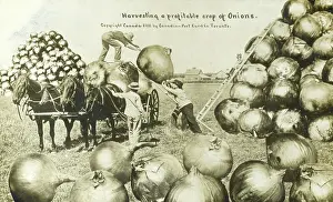 Fraudulent: A profitable crop of Onions grown in Canada
