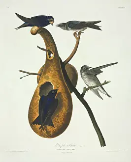 Gourd: Progne subis, purple martin