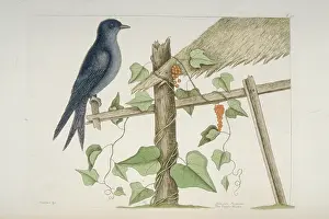 Thatch: Progne subis, purple martin
