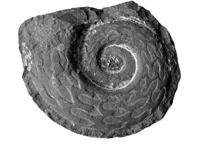 Aguirre: Prolecanites compressus, goniatite