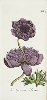 Poss: Proliferating anemone