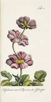 Poss: Proliferating avens from the Pyrenean Mountains