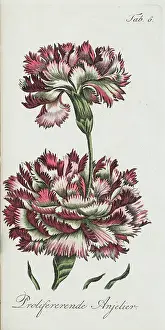 Poss: Proliferating carnation