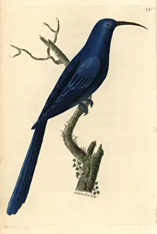 Caeruleus: Promerops caeruleus, Blue promerops