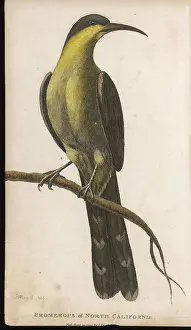 Perouse: PROMEROPS, CALIFORNIA