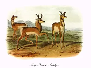 Gently: Prong-Horned Antelope