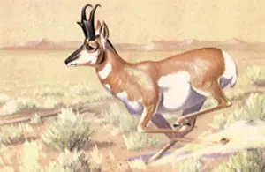 Pronghorn: Pronghorn