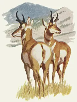 Antelopes: Two Pronghorn Antelopes