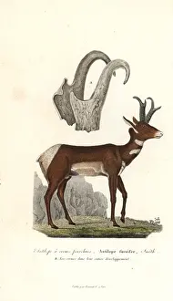Complements: Pronghorn or prong-horned antelope, Antilocapra americana