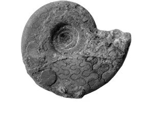 Aguirre: Pronorites cyclolobus, ammonoid
