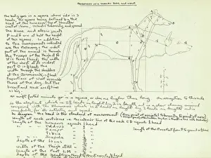 Proportion: Proportions of a typical dog and wolf