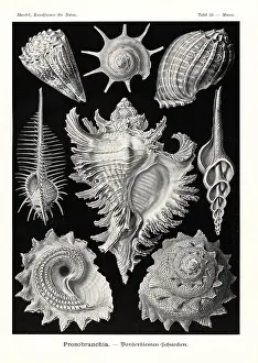 Conus: Prosobranchia sea snail shells