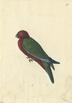 Melanesia: Prosopeia tabuensis, red shining parrot