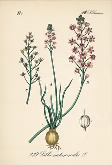 Autumnale: Prospero autumnale