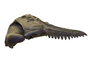 Epitheria: Prosqualodon davidi, skull cast