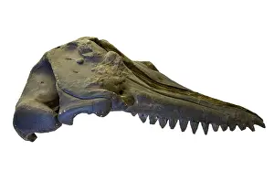 Epitheria: Prosqualodon davidi, skull cast