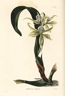 Epidendrum: Prosthechea fragrans orchid