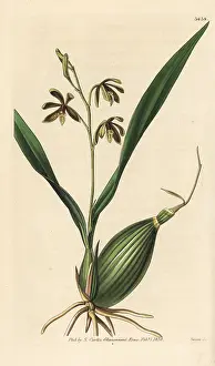Epidendrum: Prosthechea livida orchid