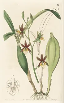 John Lindley: Prosthechea pterocarpa orchid