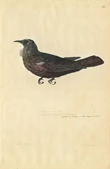 Meliphagidae: Prosthemadera noveseelandiae, tui