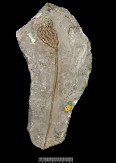 Silurian: Protaxocrinus tuberculatus (Miller)