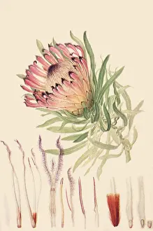 Blooms: Protea
