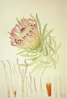 Burchell: Protea burchellii, Burchell's protea