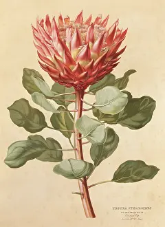 Protea: Protea cynaroides, king protea