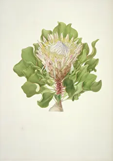 Protea: Protea cynaroides, King protea