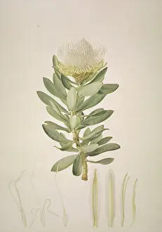 Protea: Protea nitida, wagon tree
