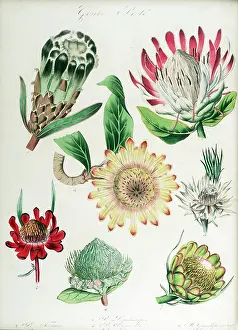 Regne: Protea: seven varieties