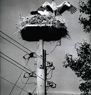 Reduction: Protection of storks from extinction, Germany