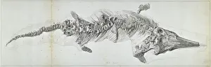 Anning: Proteosaurus, an ichthyosaur